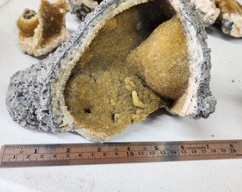 Large Calcite Whelk Fossil UV Reactive