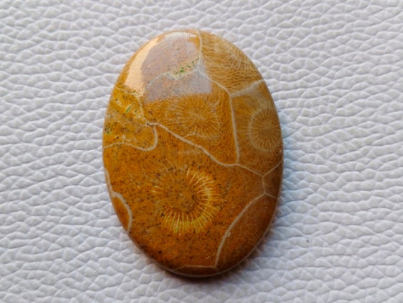 2 Pieces Natural Fossil Coral Cabochons Lot 24x39mm to 25x40mm Mix Shape Fossil Coral Gemstones Cabs Smooth Gems Cab Loose Stones