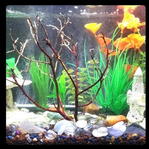 Op de afbeelding: Een aquarium met een wit kasteelvormig decor, groene en bruine planten en witte en heldere kiezelsteentjes op de bodem. De tank is gevuld met water en er zijn wat oranje en gele bloemen op de achtergrond.