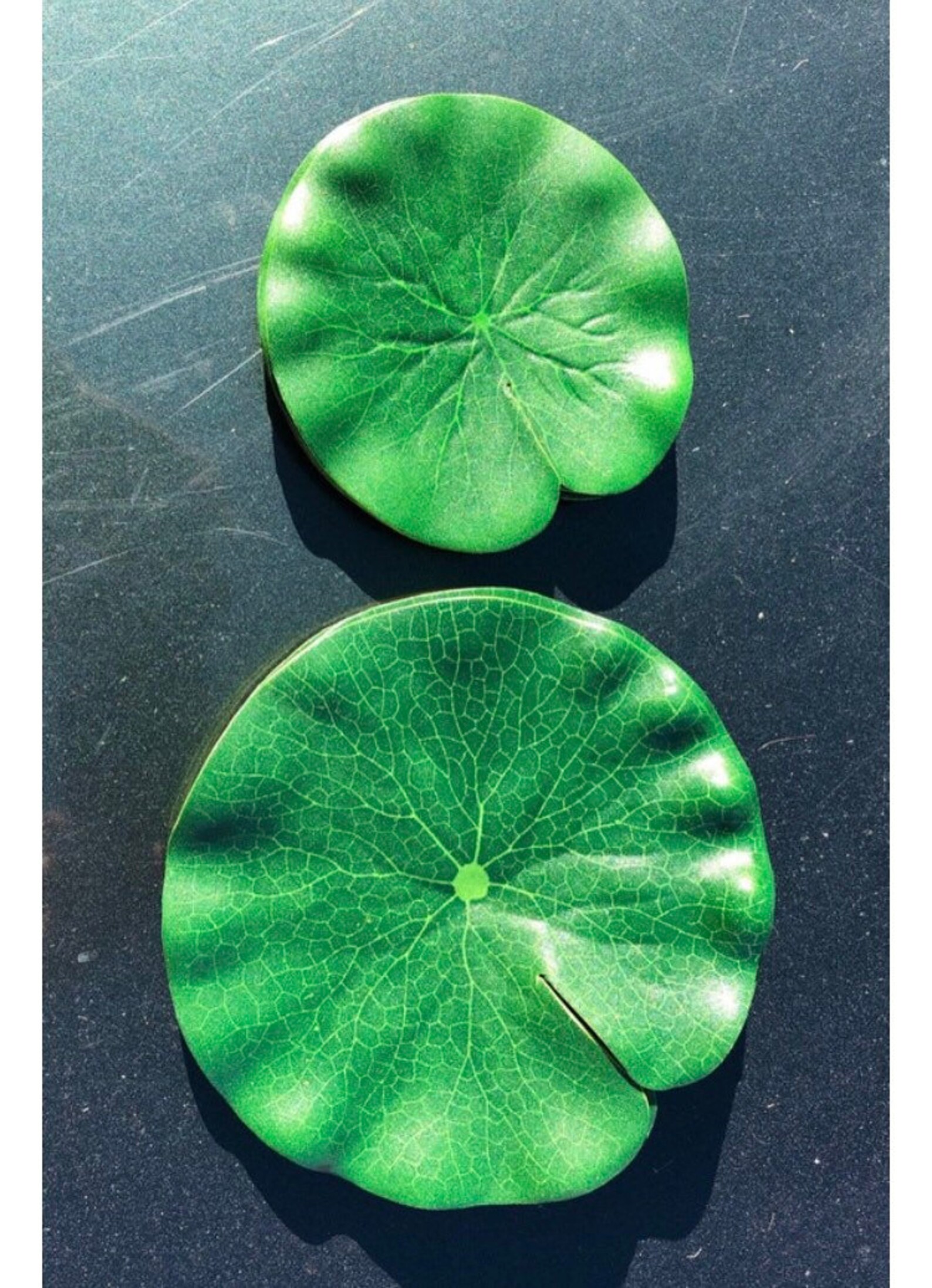 Set of 6 Floating Lily Pad Artificial Foam Water Ornaments Koi Etsy
