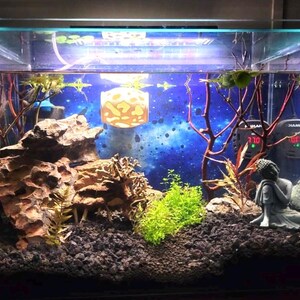 Op de afbeelding: Een zoetwateraquarium met een blauwe en witte galaxie achtergrond. De tank heeft een grote rotsformatie, een decoratief Boeddhabeeld en een verscheidenheid aan planten. De tank heeft ook een verwarming en een filter.