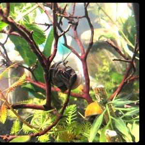 Op de afbeelding: Een close-up van een slak met een bruine schelp en een donker lichaam, die klimt op een rode tak in een terrarium. De slak wordt omringd door groene planten.