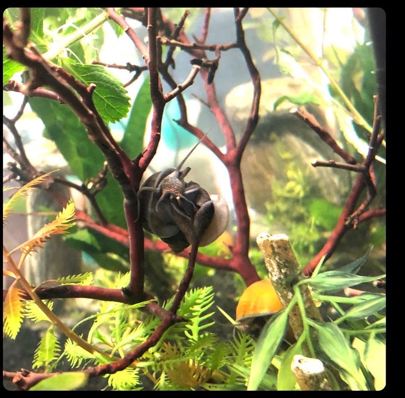 Op de afbeelding: Een close-up van een slak met een bruine schelp en een donker lichaam, die klimt op een rode tak in een terrarium. De slak wordt omringd door groene planten.