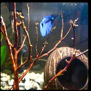 Op de afbeelding: Een blauwe betta-vis die zwemt in een aquarium met een kokosnootschelp en een tak van drijfhout.