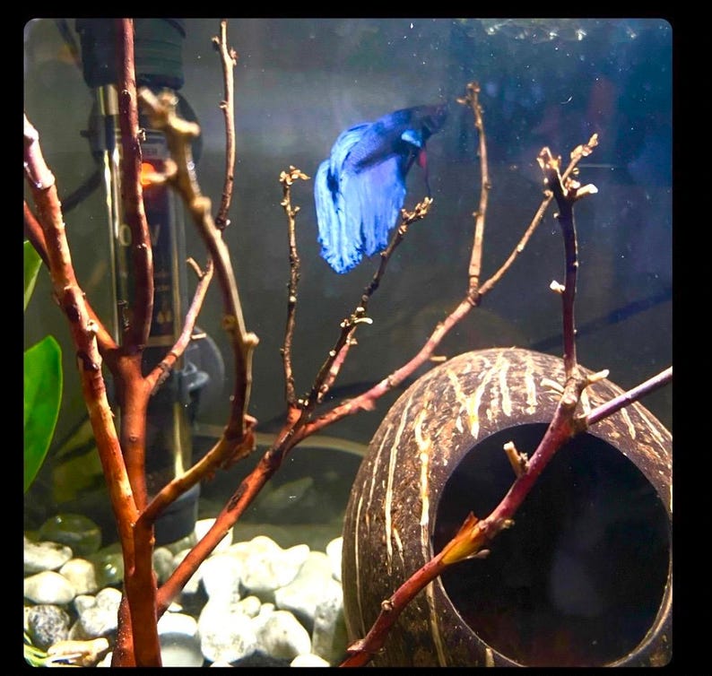 Op de afbeelding: Een blauwe betta-vis die zwemt in een aquarium met een kokosnootschelp en een tak van drijfhout.