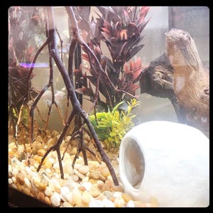 Op de afbeelding: Een witte keramische aquariumgrot met een grote opening. De grot is omgeven door kleine, witte kiezelsteentjes en verschillende kunstplanten, waaronder een donkerrode plant en een groene plant.