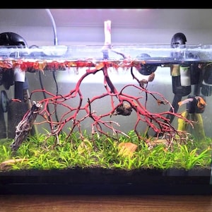Op de afbeelding: Een klein, helder glazen aquarium met een rode takvormige structuur in het midden. Het aquarium is gevuld met water en er groeien groene planten op de bodem. Aan beide zijden van het aquarium bevinden zich zwarte filtersystemen.