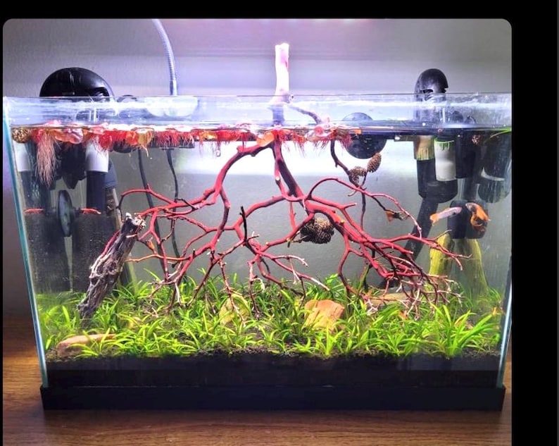Op de afbeelding: Een klein, helder glazen aquarium met een rode takvormige structuur in het midden. Het aquarium is gevuld met water en er groeien groene planten op de bodem. Aan beide zijden van het aquarium bevinden zich zwarte filtersystemen.