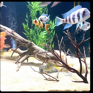 Op de afbeelding: Een zoetwateraquarium met een verscheidenheid aan kleurrijke vissen, waaronder een gele en zwarte cichlide, een blauwe en witte cichlide en een zilveren cichlide. Het aquarium bevat ook een groot stuk drijfhout en een rode, takvormige plant.