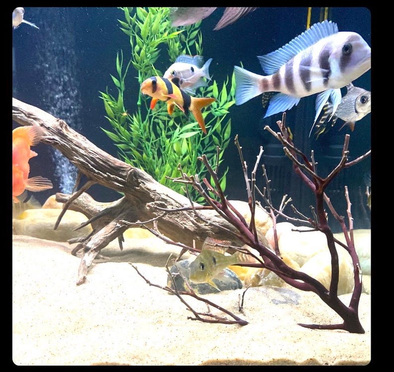 Op de afbeelding: Een zoetwateraquarium met een verscheidenheid aan kleurrijke vissen, waaronder een gele en zwarte cichlide, een blauwe en witte cichlide en een zilveren cichlide. Het aquarium bevat ook een groot stuk drijfhout en een rode, takvormige plant.