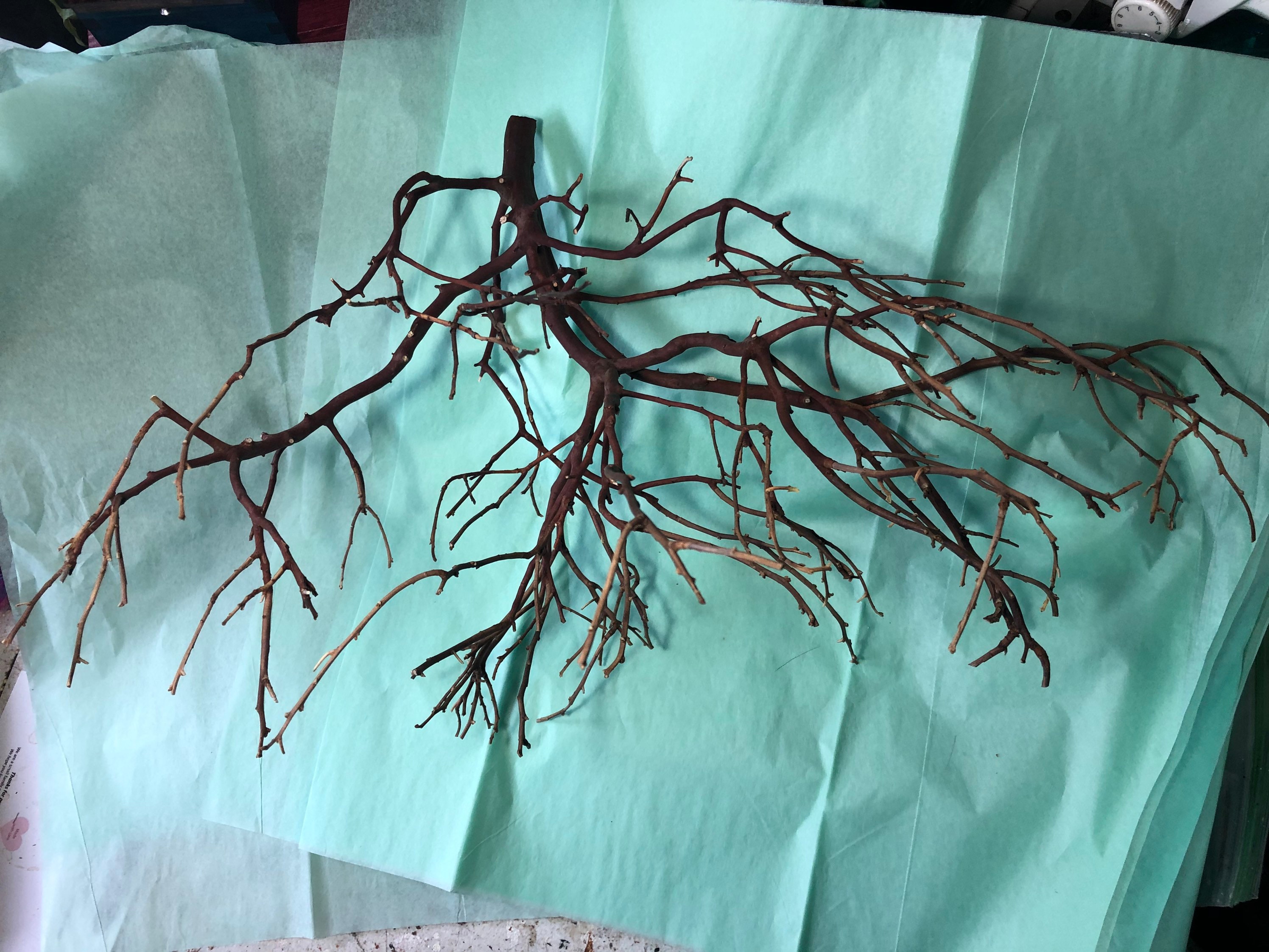 Manzanita Baum Kaufen Manzanita Baum Kaufen
