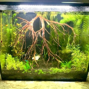 Op de afbeelding: Een zwarte aquariumtank met een gebogen voorzijde, gevuld met water en groene planten. Een grote, lichtbruine tak van drijfhout bevindt zich in het midden van de tank, met kleinere takken die naar buiten reiken. De tank heeft een zwarte lichtarmatuur bovenop.