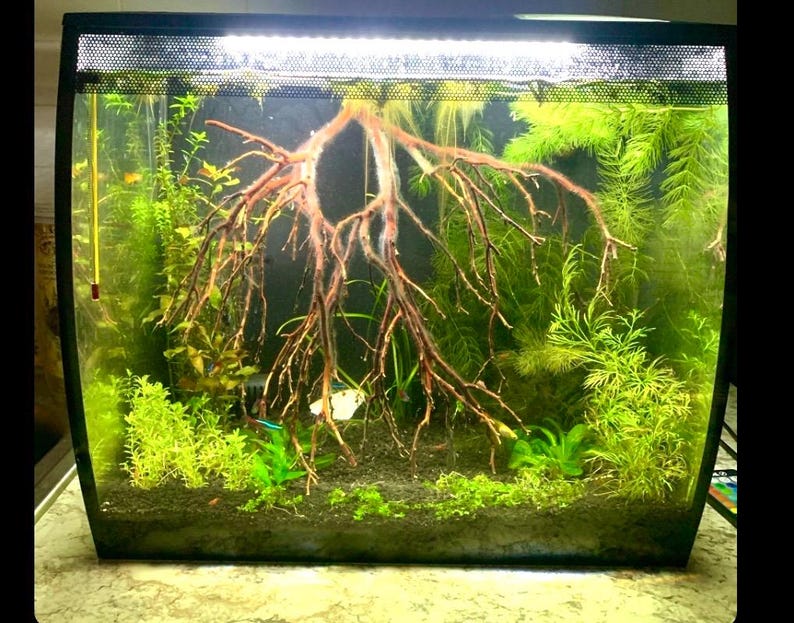 Op de afbeelding: Een zwarte aquariumtank met een gebogen voorzijde, gevuld met water en groene planten. Een grote, lichtbruine tak van drijfhout bevindt zich in het midden van de tank, met kleinere takken die naar buiten reiken. De tank heeft een zwarte lichtarmatuur bovenop.