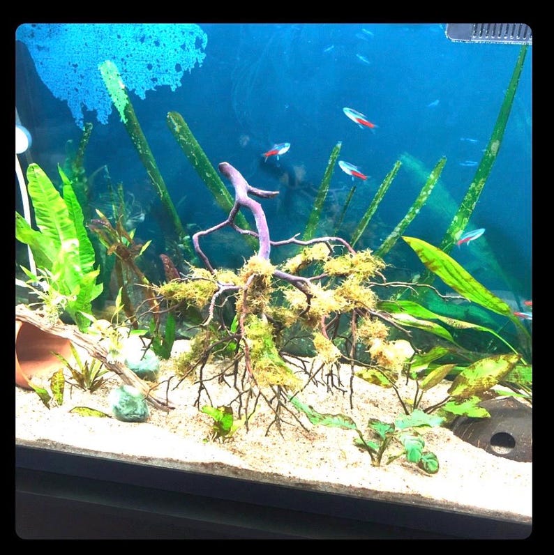 Op de afbeelding: Een zoetwateraquarium met een grote, met mos bedekte tak van drijfhout in het midden. De tank is gevuld met groene planten en verschillende kleine, rode en zilveren vissen die rond het drijfhout zwemmen.