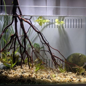 thumbnail image 2 of 1 Bundle Natural Driftwood Aquarium Root – Brown Wood Trunk For Fish Tank Landscape, USA Shipping 2 of 5