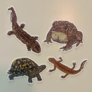 May include: Four animal stickers: a brown salamander, a brown toad, a yellow and black turtle, and an orange lizard. Each sticker has a white border and is on a white background. The stickers are illustrations of reptiles and amphibians.