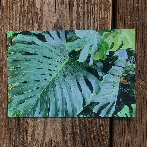 Photography Print of 6x4 Singapore Monstera print Shipped to you Southeast Asia print by Megan Virona Photography