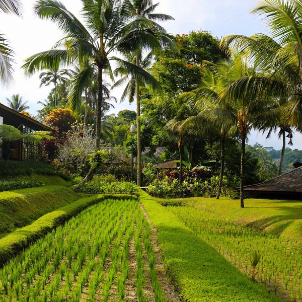 Print of Bali Rice field 6x4 Shipped to you Southeast Asia print by Megan Virona Photography