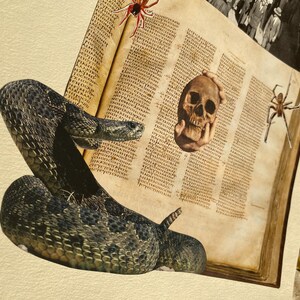 May include: An artistic collage featuring a coiled snake, a human skull, and two spiders against the backdrop of an aged book. The snake is dark gray with a textured pattern. The skull is held in a hand.