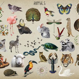 May include: A colorful collage of various animals, including a frog playing a violin, a pink flamingo, a zebra, a tiger, a snake, a turtle, a peacock, a swan, a dragonfly, a meerkat, a lemur, a toucan, a hedgehog, a sheep, a cat, a bull, a koala, a butterfly, a lobster, an owl, a hummingbird, a bird, a snake, a seashell, and a monkey.