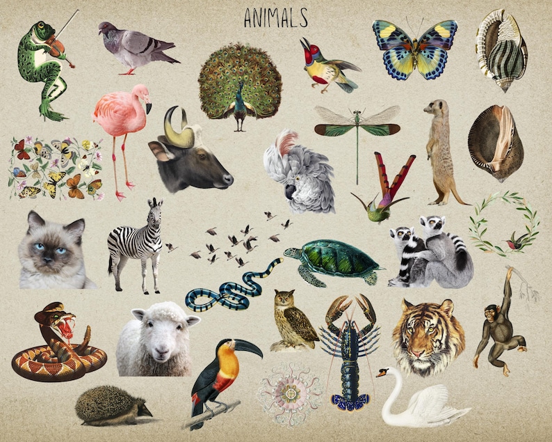May include: A colorful collage of various animals, including a frog playing a violin, a pink flamingo, a zebra, a tiger, a snake, a turtle, a peacock, a swan, a dragonfly, a meerkat, a lemur, a toucan, a hedgehog, a sheep, a cat, a bull, a koala, a butterfly, a lobster, an owl, a hummingbird, a bird, a snake, a seashell, and a monkey.