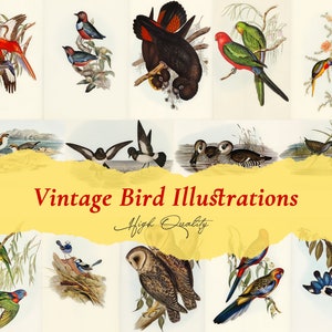 Vintage Vogelillustrationen, 100+ hochwertig druckbare Bilder, Eulen, Adler, Pelikane, Enten, Papageien, Collage Sheets