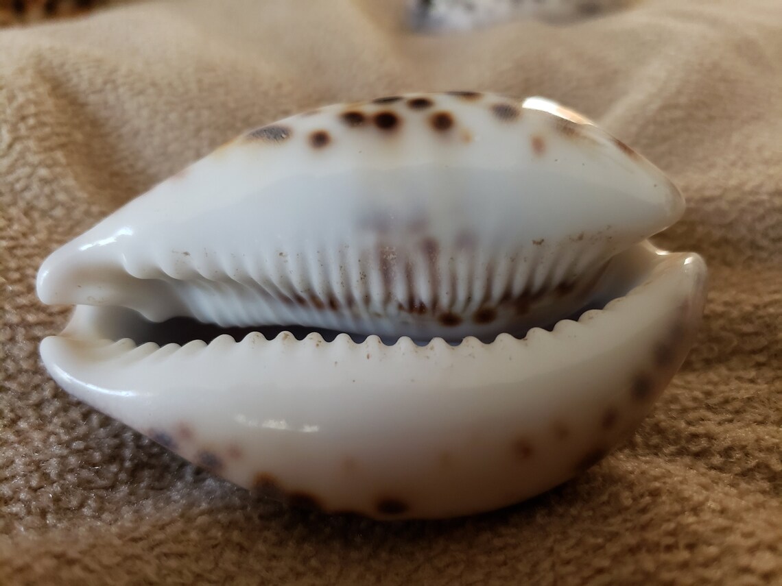 Tiger Shell Polished 3 5 | Etsy