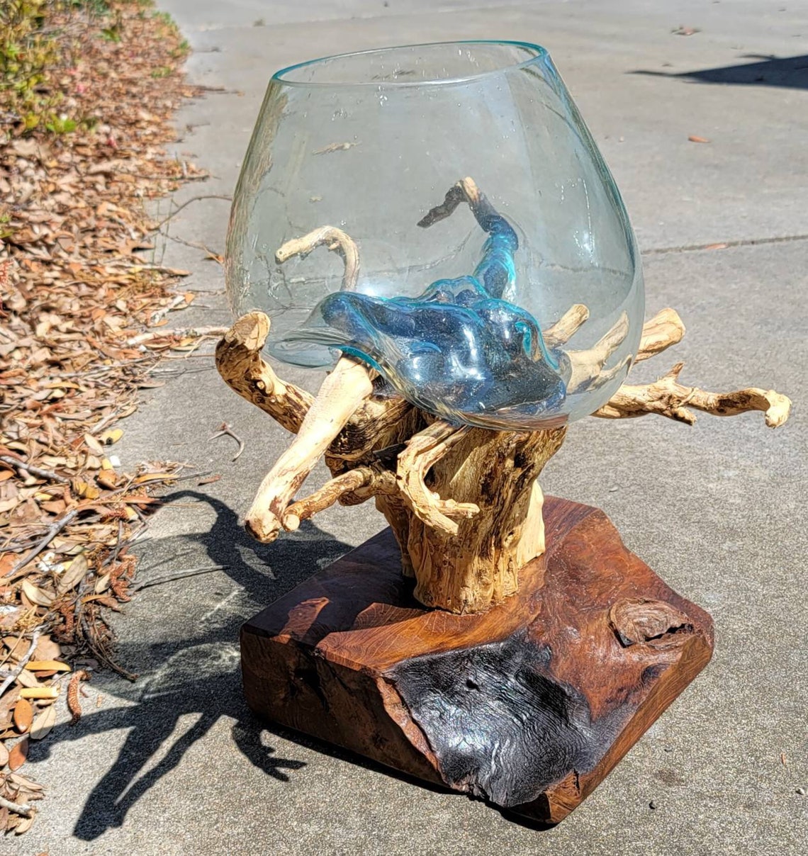 Large Root Base Molted Blown Glass on Polished Driftwood and Etsy