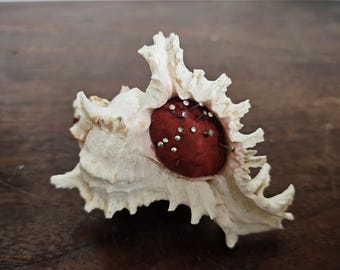 Vintage Spiky Muricidae Sea Shell Pin Cushion