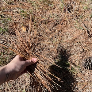 East Texas Dry Pine Needles 5lb box Crafts, Firestarter, Mulch