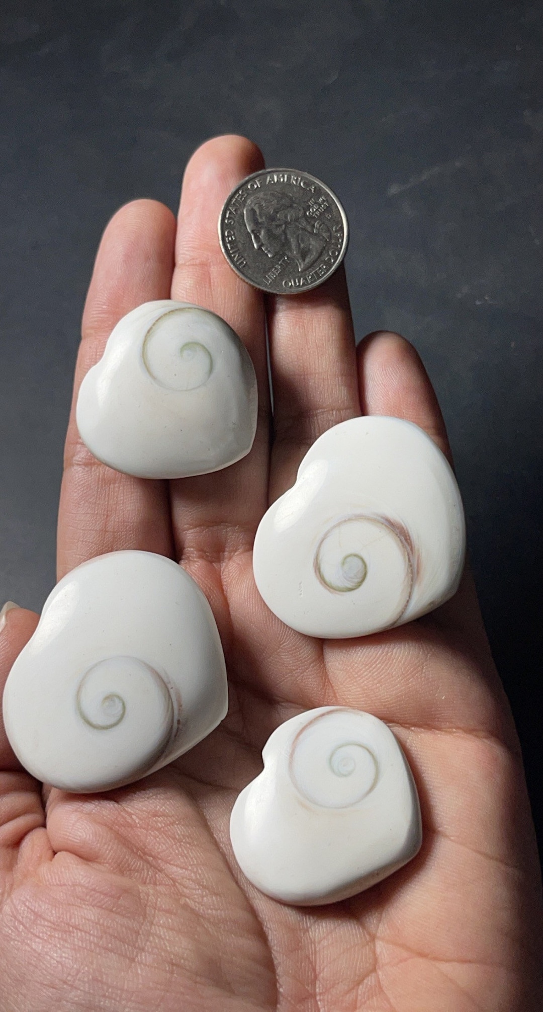 Shiva Shell Hearts, Shiva Shell, Shiva Shell Fossil, Shiva Shell Heart