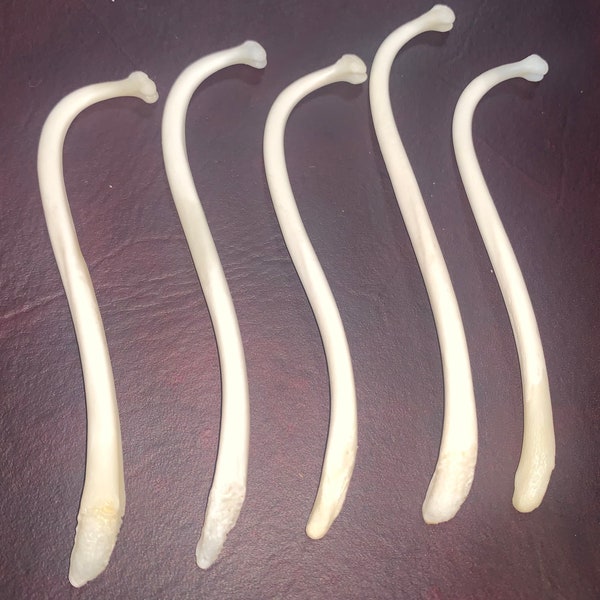 Raccoon Penis Bone Etsy