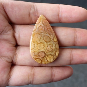 Fossil coral cabochon