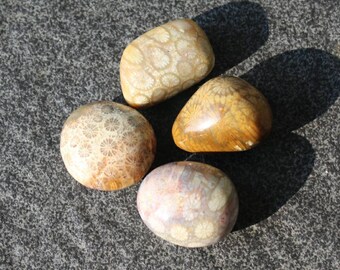 Tumbled Fossil coral 4pcs