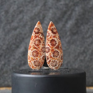 Fossilized coral pair