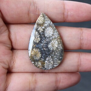 Fossil coral pair