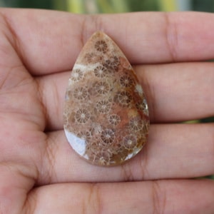 Fossil coral cabochon