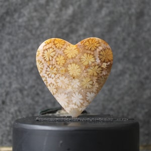 Fossil coral cabochon