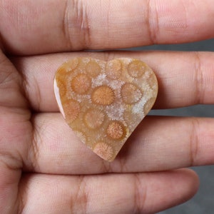 Fossil coral cabochon