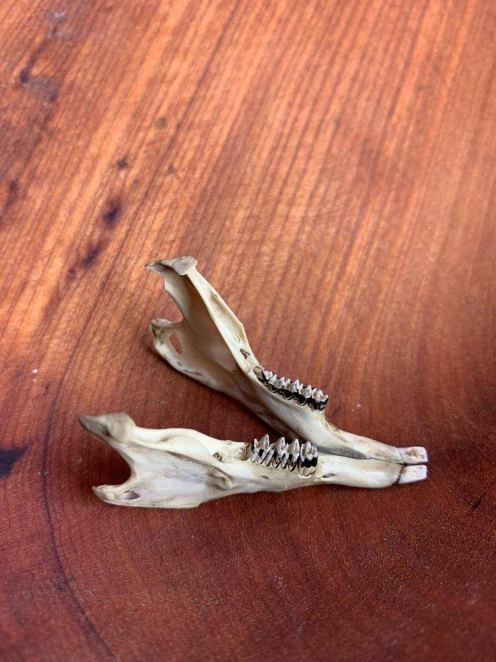 Rabbit lower jaw with teeth naturally and ethically sourced Etsy
