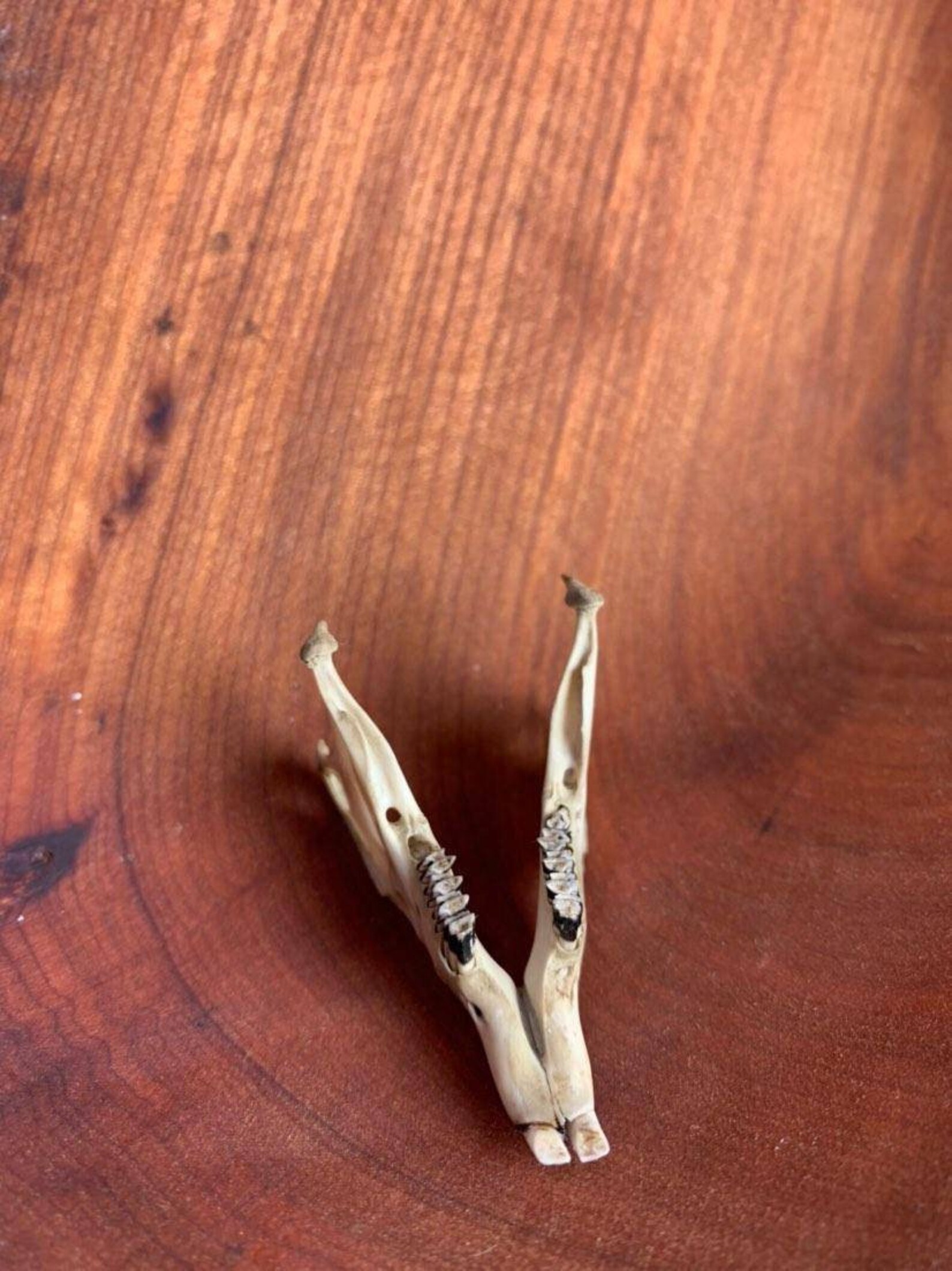 Rabbit lower jaw with teeth naturally and ethically sourced Etsy