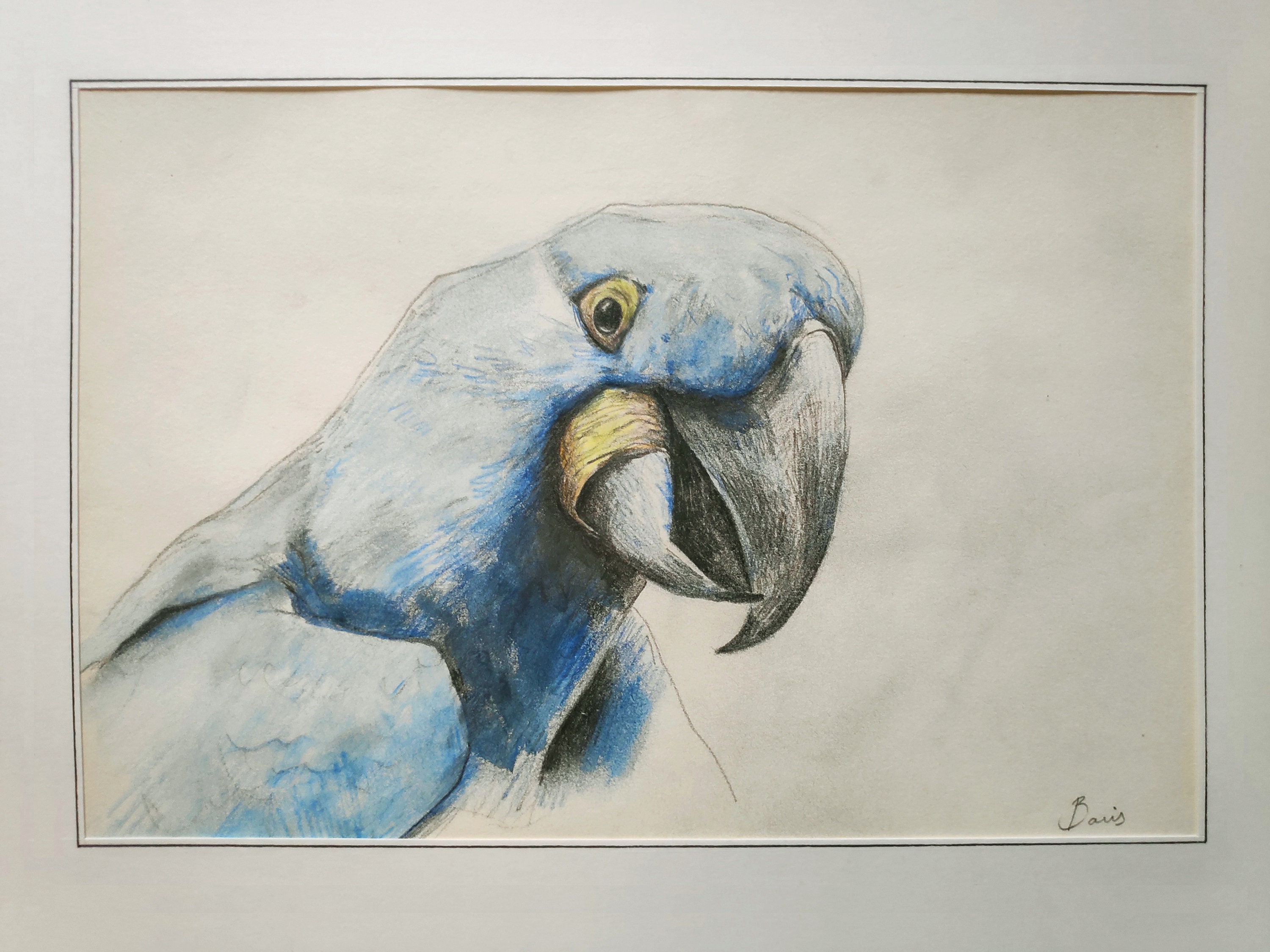Macaw, me, Pastel pencils, 2020 : r/Art