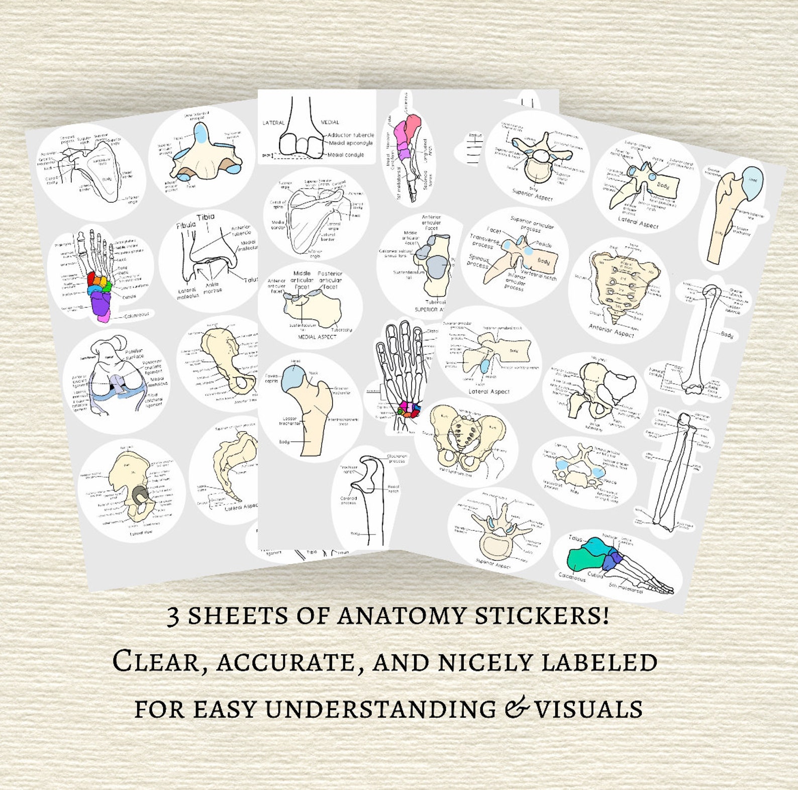 Anatomy Stickers | Xray Stickers | MRI Stickers | CT Stickers ...