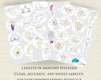 Anatomy Stickers | Xray Stickers | MRI Stickers | CT Stickers | Radiology Stickers | Anatomy Labels