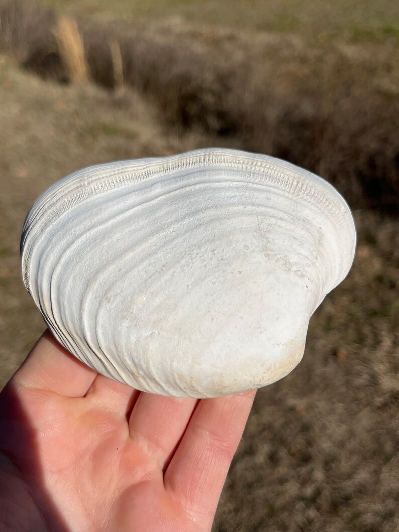Creamy White Large North Carolina Bivalve Clam Fossil / Mysticeti Rib