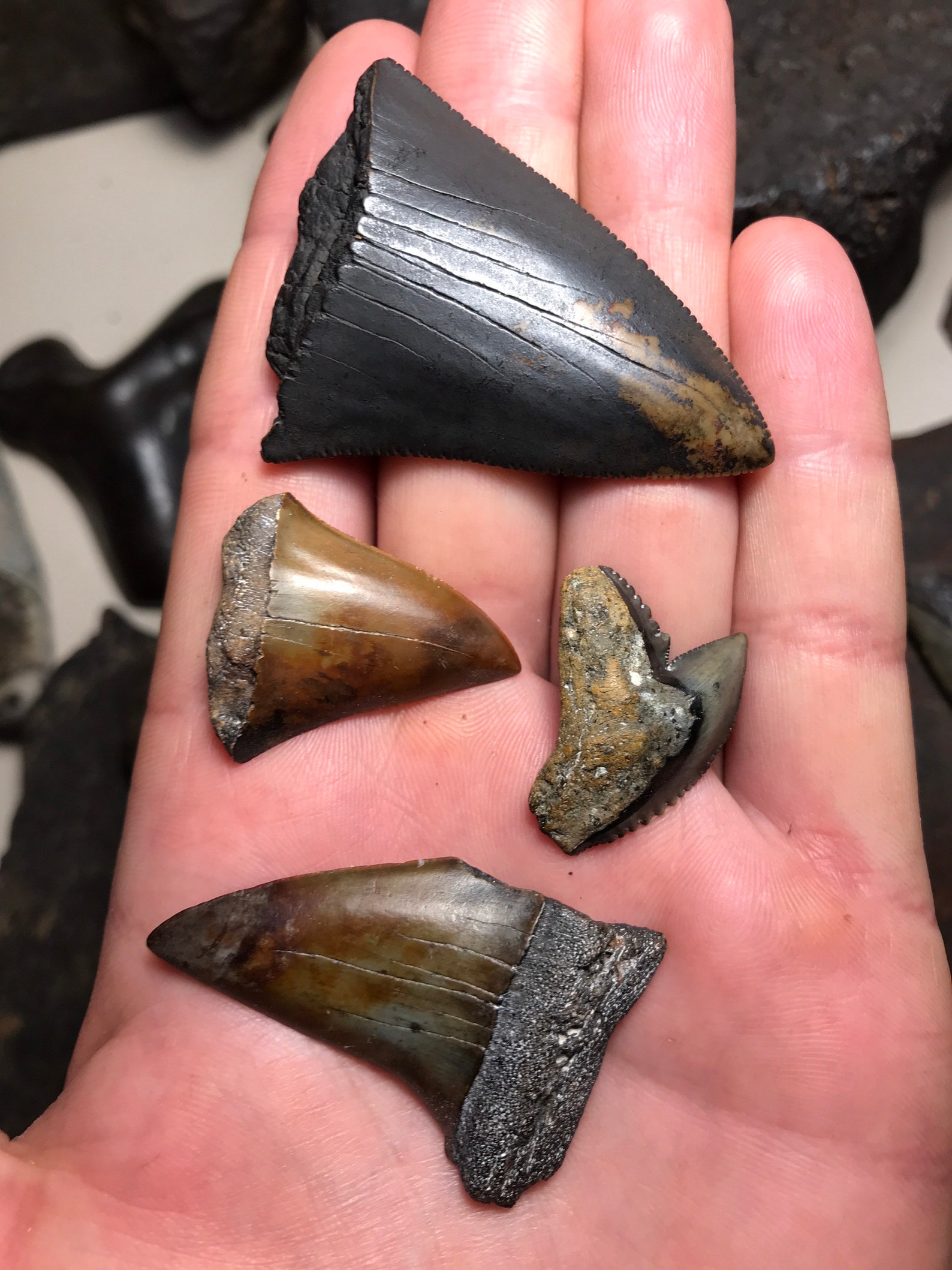Set of 4 Fossilized Shark Teeth found firsthand diving the Tar | Etsy