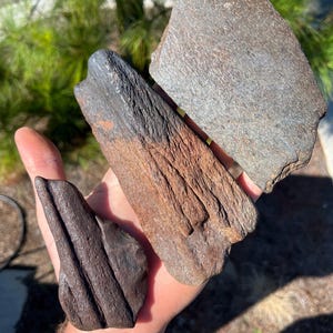 2 Authentic / Real / Extinct /Fossilized Mysticeti Bone segments, NOT MODERN, Found firsthand diving an inland River in North Carolina