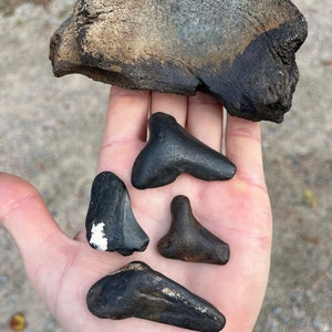 1 Real Extinct/Fossilized Mysticeti Vertebrae section bone fossil, and 4 assorted Megalodon Shark tooth fossils, found firsthand in NC!
