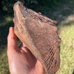 1 Authentic / Real / Extinct /Fossilized Mysticeti Bone, NOT MODERN, Found firsthand diving an inland River in North Carolina