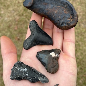 Fossil Kit! 1 Real Extinct/Fossilized Mysticeti &quot;Tympanic Bulla Ear Bone, NOT MODERN, and assorted Shark teeth